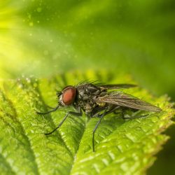 House fly (Muscina levida)