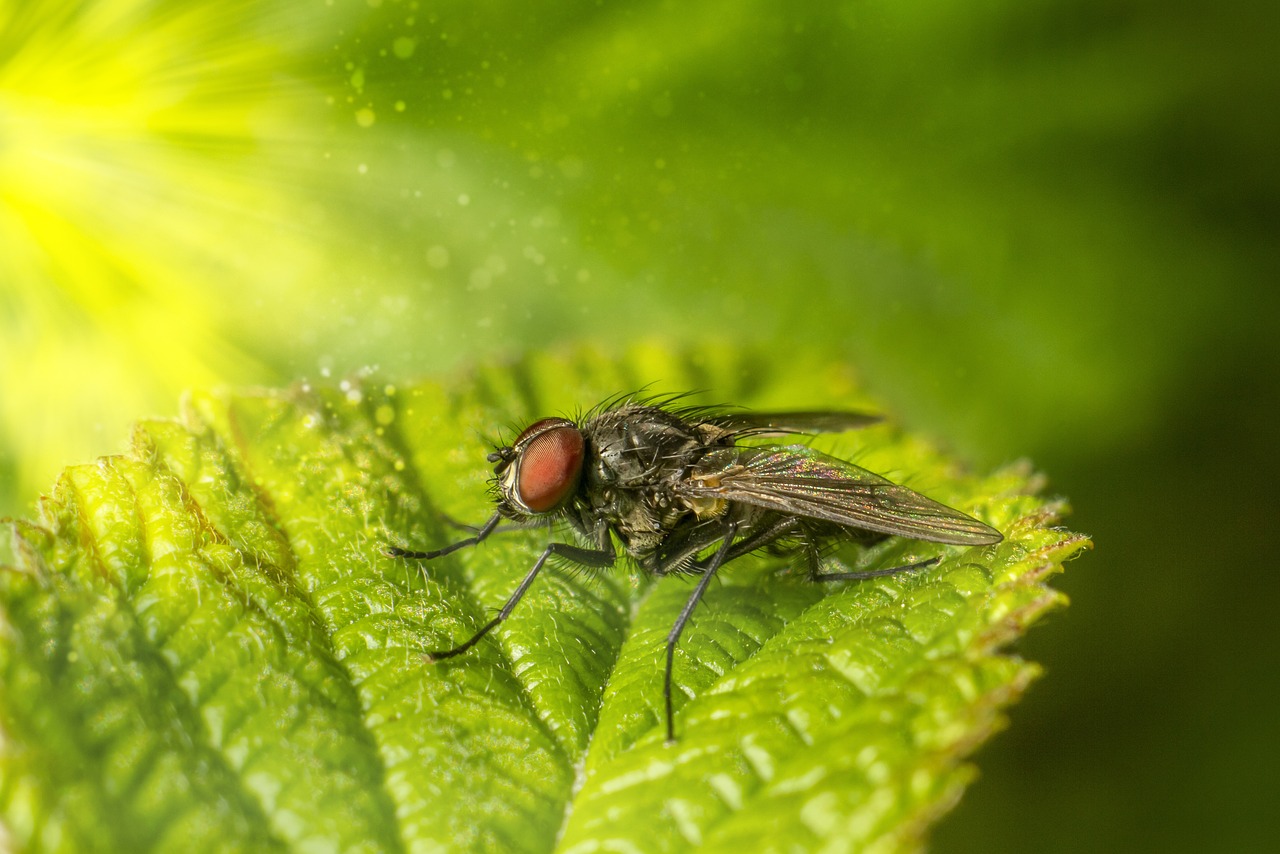 House fly (Muscina levida)