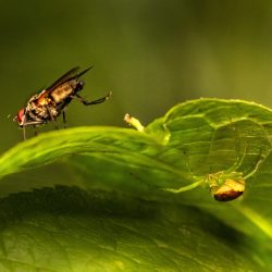 Green crab spider (Diaea dorsata) & housefly