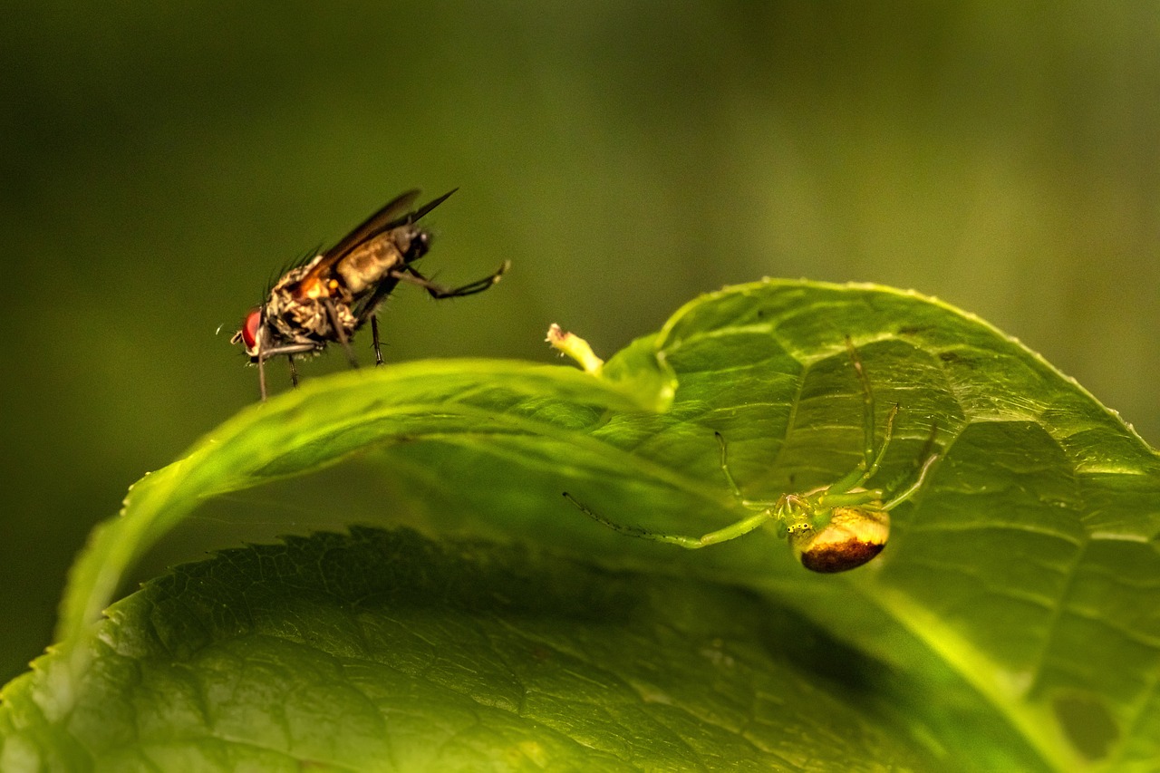 Green crab spider (Diaea dorsata) & housefly