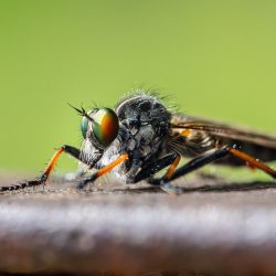 Common awl robberfly (Neoitamus cyanurus)