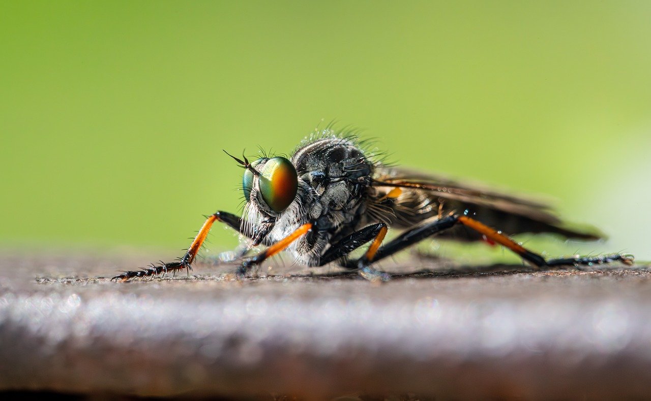 Common awl robberfly (Neoitamus cyanurus)