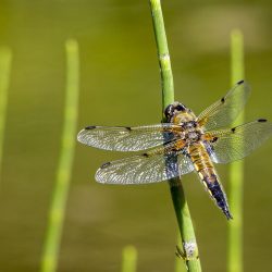 Four-spotted chaser (Libellula quadrimaculata)