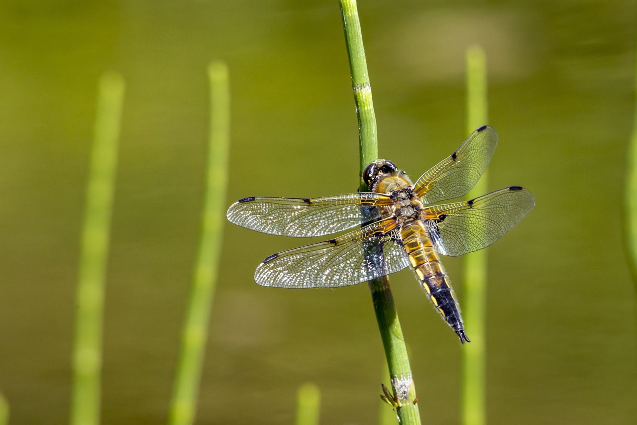 Four-spotted chaser (Libellula quadrimaculata)