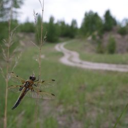 Four-spotted chaser (Libellula quadrimaculata)