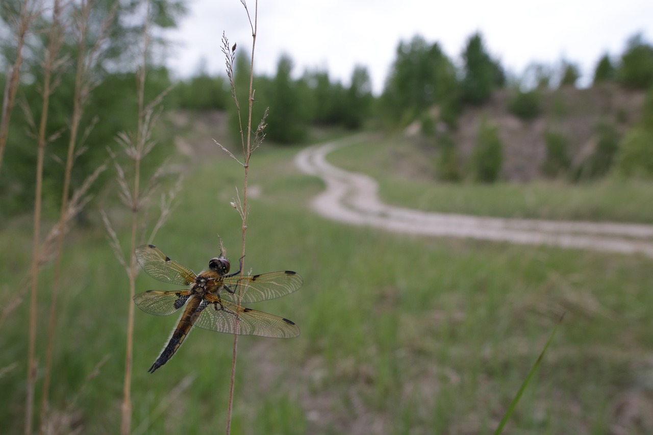 Four-spotted chaser (Libellula quadrimaculata)