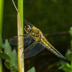 Four-spotted chaser (Libellula quadrimaculata)