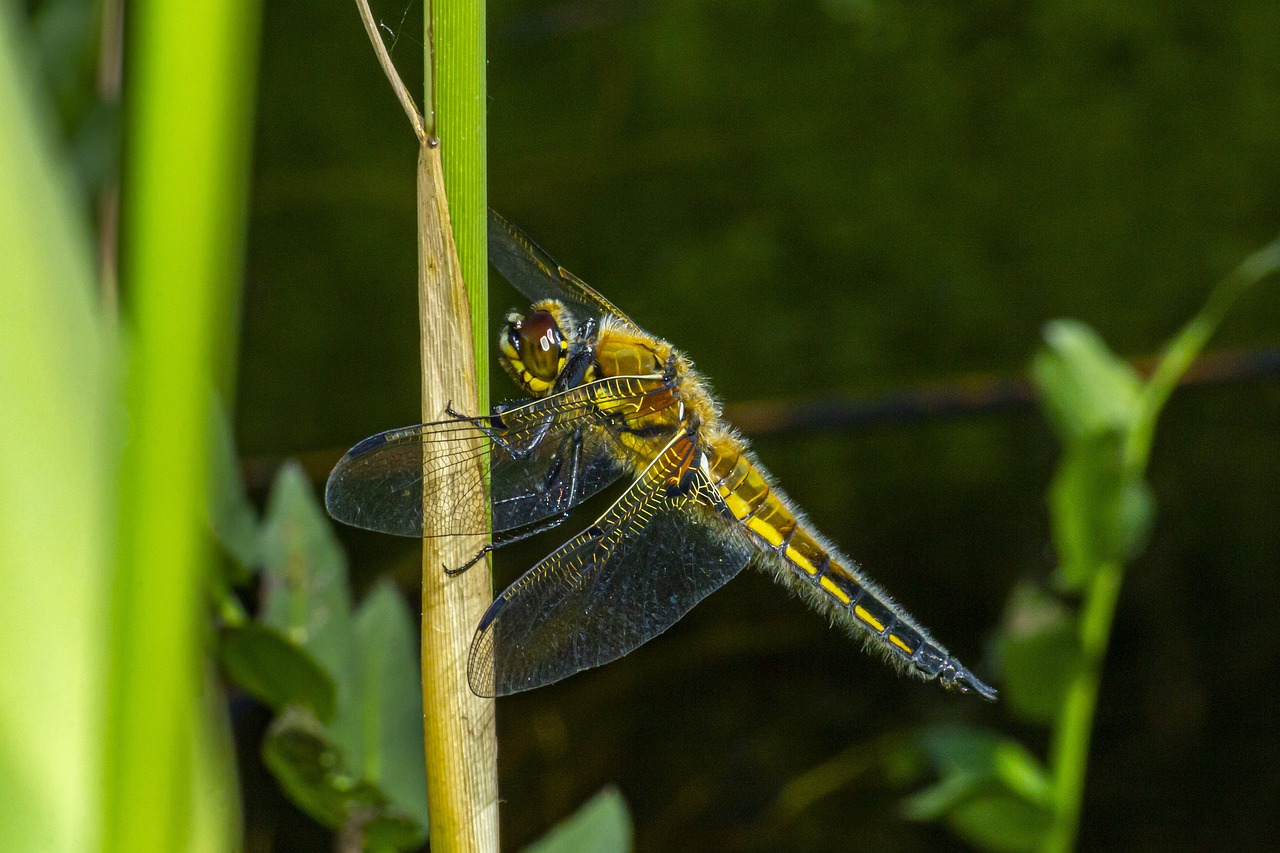 Four-spotted chaser (Libellula quadrimaculata)