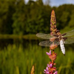 Four-spotted chaser (Libellula quadrimaculata)