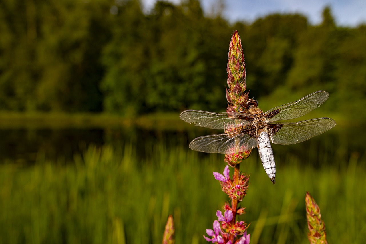 Four-spotted chaser (Libellula quadrimaculata)