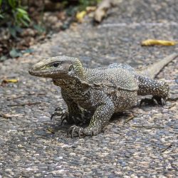 Asian Water Monitor (Varanus salvator)