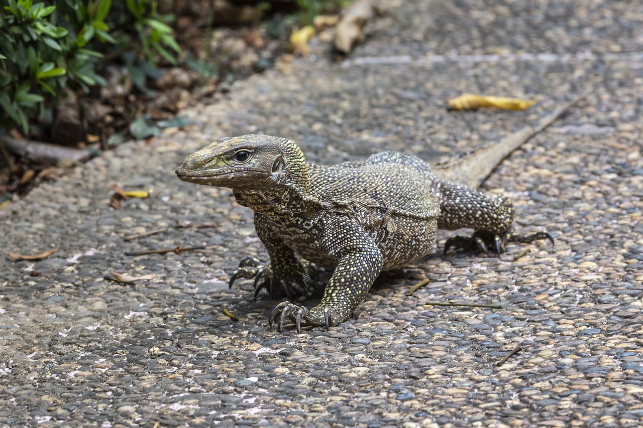 Asian Water Monitor (Varanus salvator)