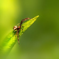 Goldenrod Crab Spider (Misumena vatia)