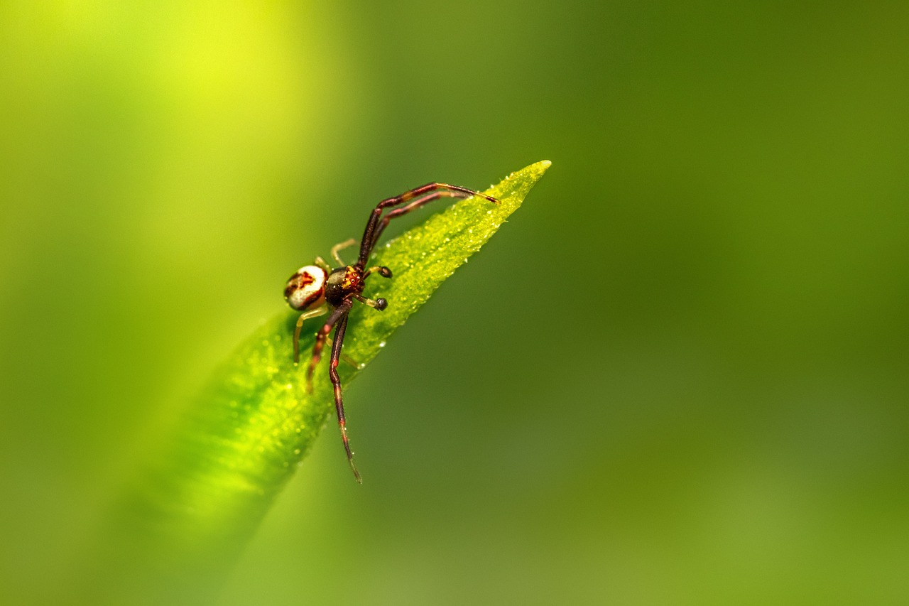 Goldenrod Crab Spider (Misumena vatia)