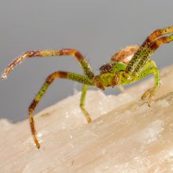 Green crab spider (Diaea dorsata)