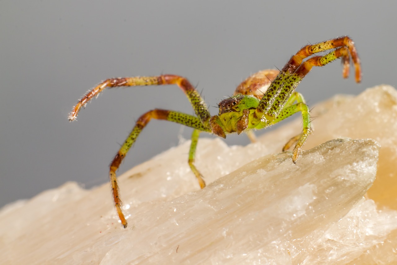 Green crab spider (Diaea dorsata)