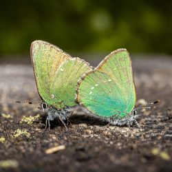 Green Hairstreak (Callophrys rubi)