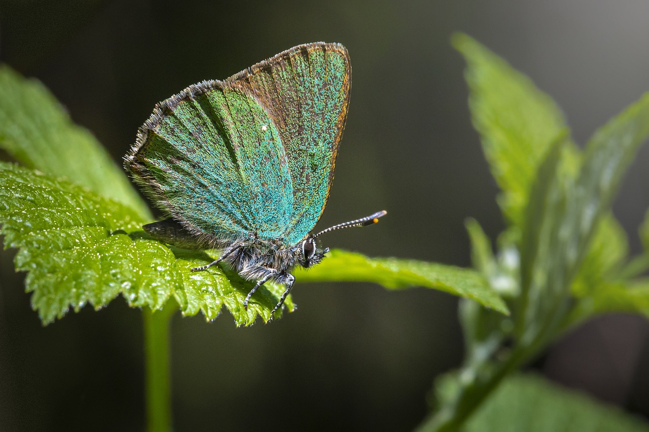 Green Hairstreak (Callophrys rubi)