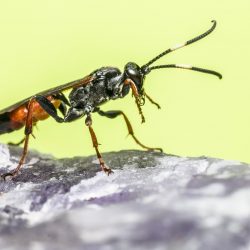 Common hover fly (Diplazon laetatorius)