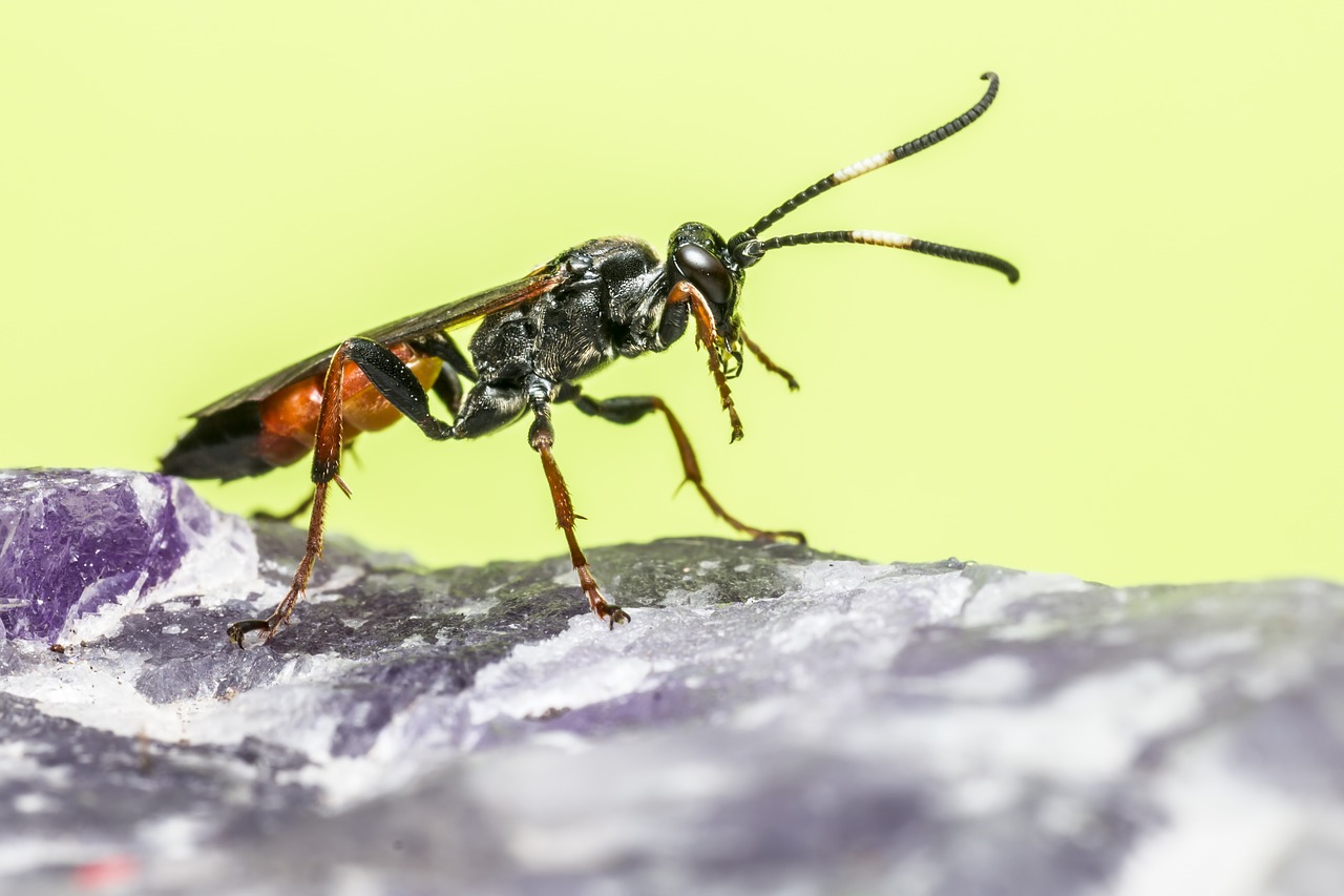 Common hover fly (Diplazon laetatorius)