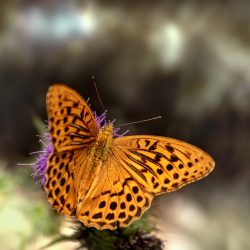 Silver-washed Fritillary (Argynnis paphia)