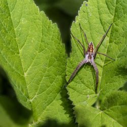 European nursery web spider (Pisaura mirabilis)