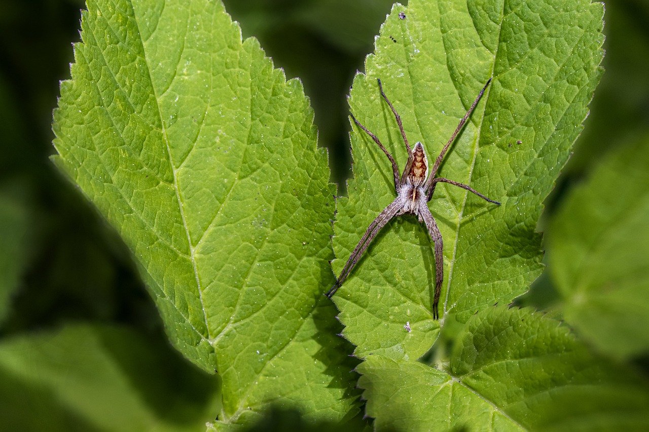 European nursery web spider (Pisaura mirabilis)