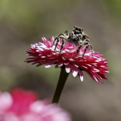 Jumping spider