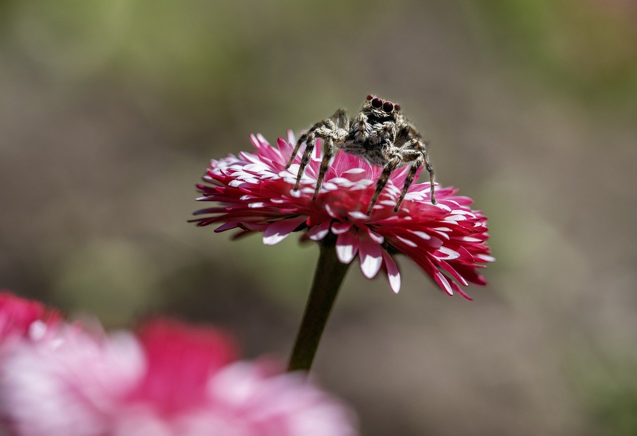 Jumping spider