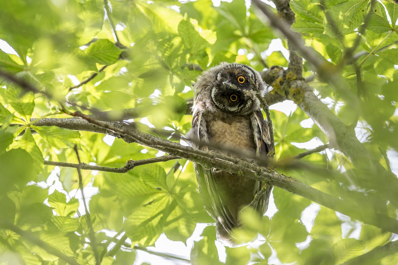 Long-eared owl (Asio otus)