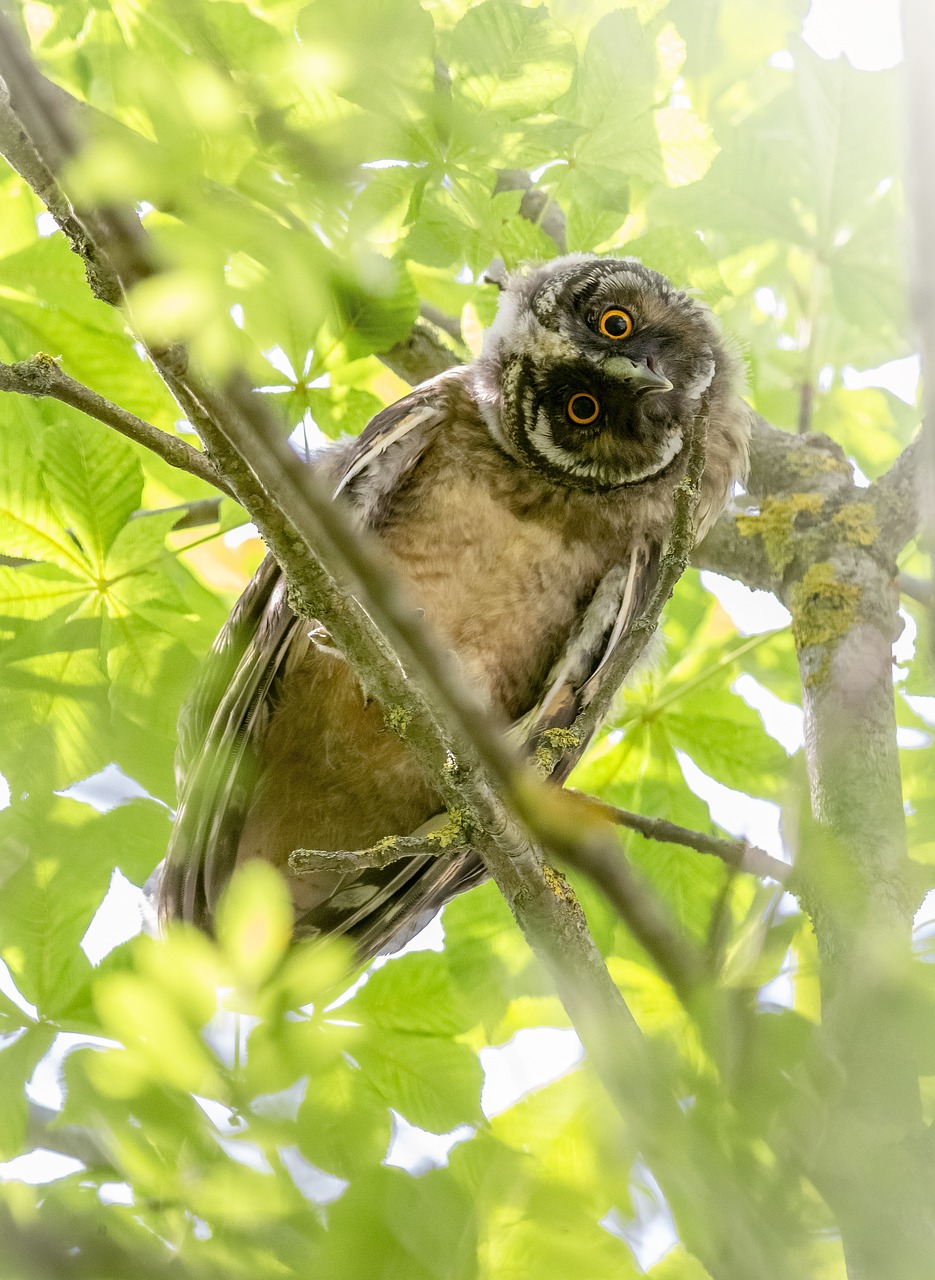 Long-eared owl (Asio otus)