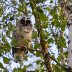 Long-eared owl (Asio otus)