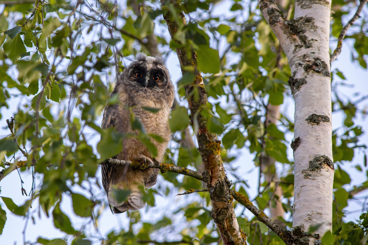 Long-eared owl (Asio otus)