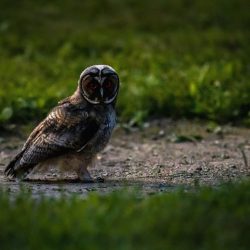 Long-eared owl (Asio otus)