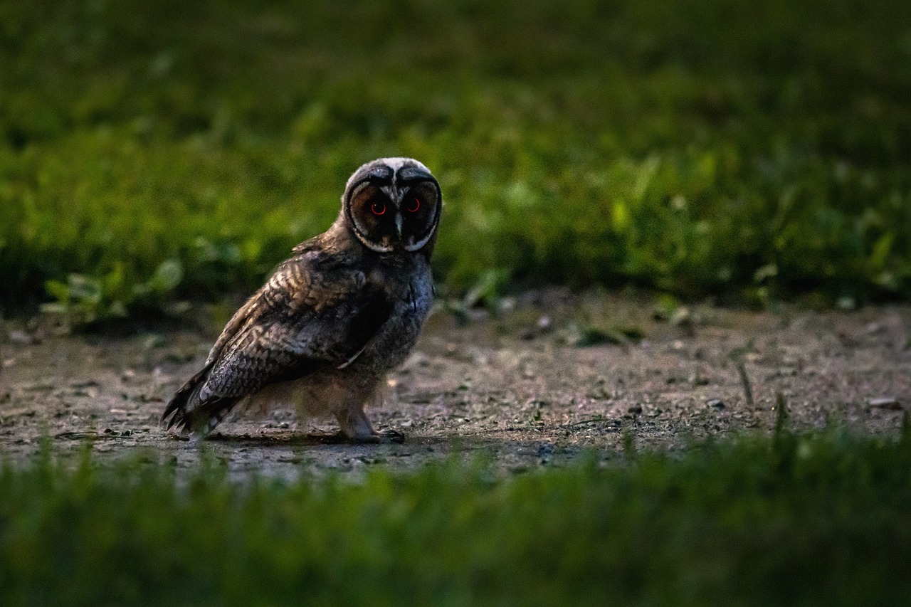 Long-eared owl (Asio otus)