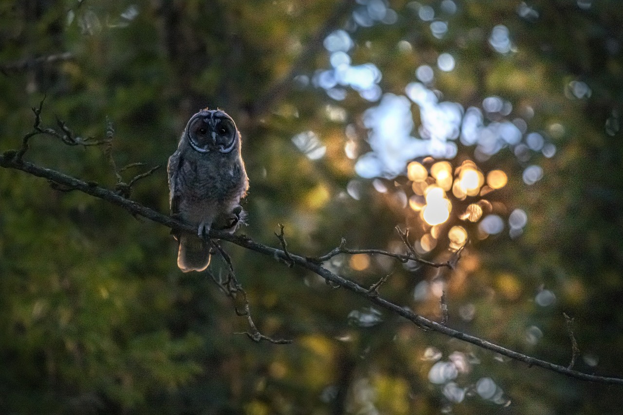 Long-eared owl (Asio otus)