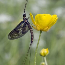 Common Mayfly (Ephemera vulgata)