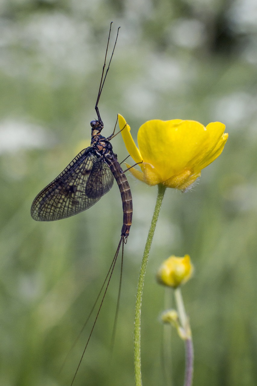 Common Mayfly (Ephemera vulgata)