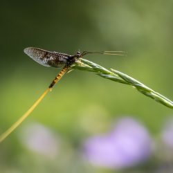 Common Mayfly (Ephemera vulgata)