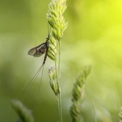 Common Mayfly (Ephemera vulgata)