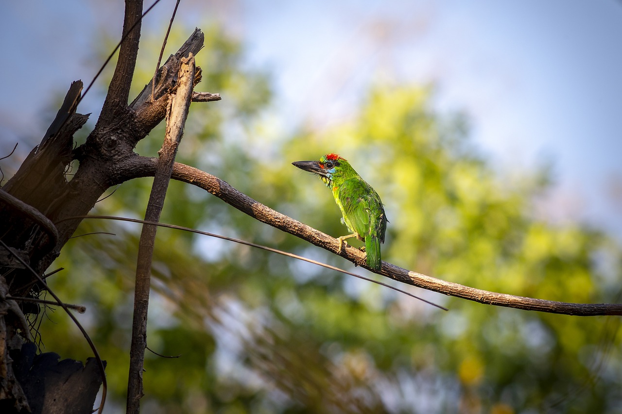 Red-throated Barbet (Megalaima mystacophanos)