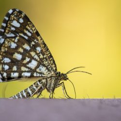 Latticed Heath (Chiasmia clathrata)