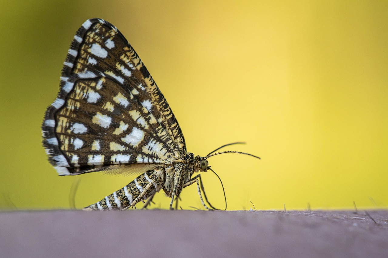 Latticed Heath (Chiasmia clathrata)