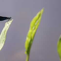 Beautiful Demoiselle (Calopteryx virgo)