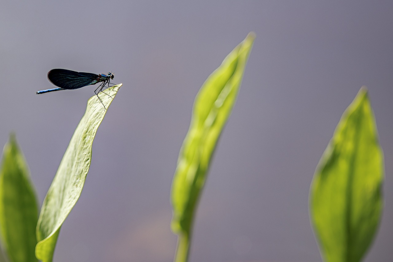 Beautiful Demoiselle (Calopteryx virgo)