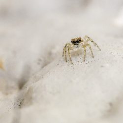 Jumping spider