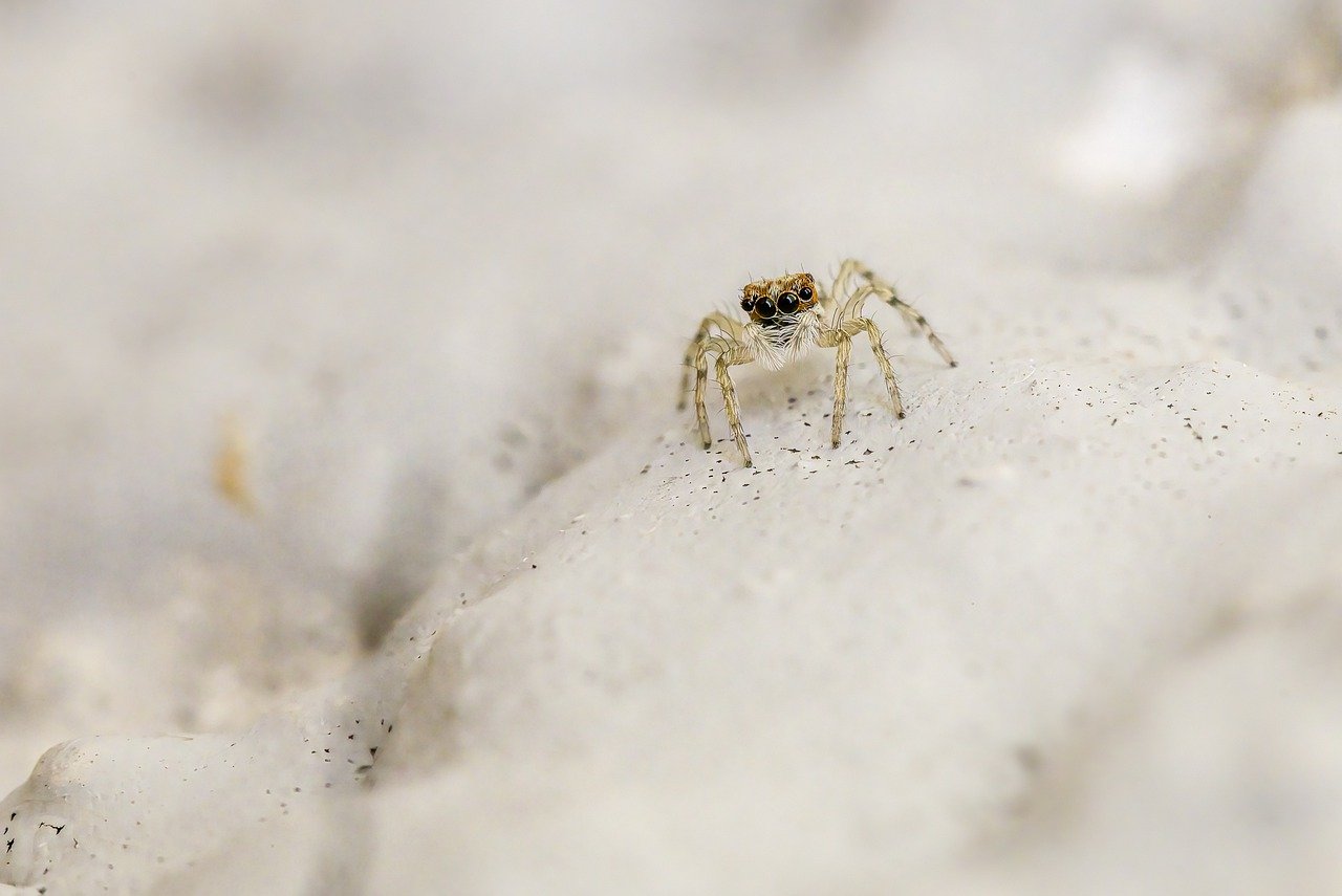 Jumping spider