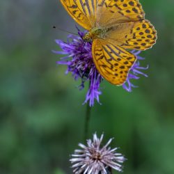 Silver-washed Fritillary (Argynnis paphia)