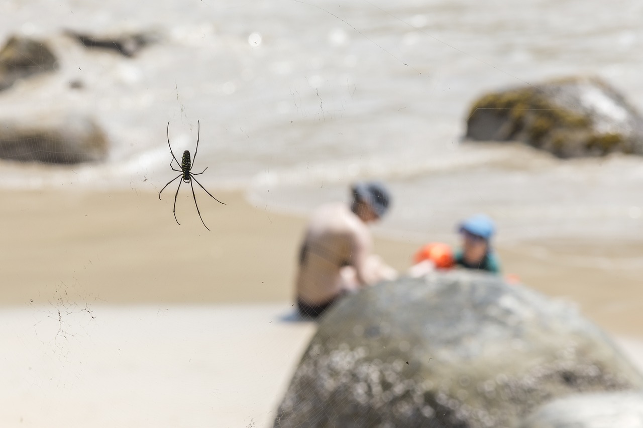 Giant wood spider (Nephila maculata)