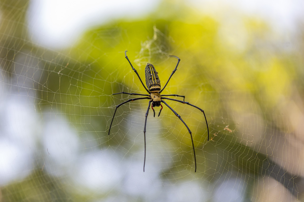 Giant wood spider (Nephila maculata)